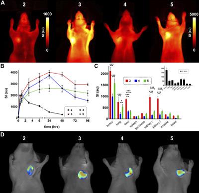 How Different Albumin-Binders Drive Probe Distribution of Fluorescent RGD Mimetics